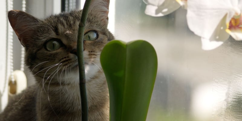Are Orchids poisonous to cats and dogs?