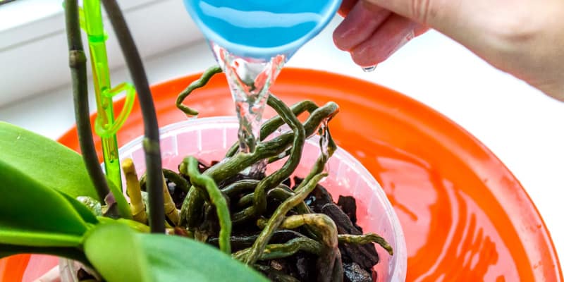 Getting your watering schedule just right for your orchid plants is essential for their continued good health.