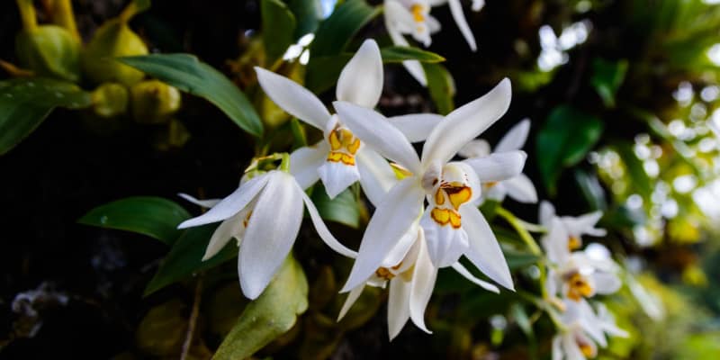 Epiphyte orchids that live on other plants and how to identify them