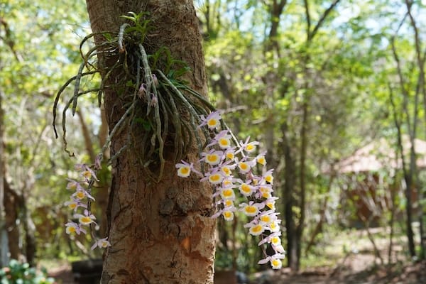 Epiphytes orchids growing in its natural environment attached to the bark of a tree