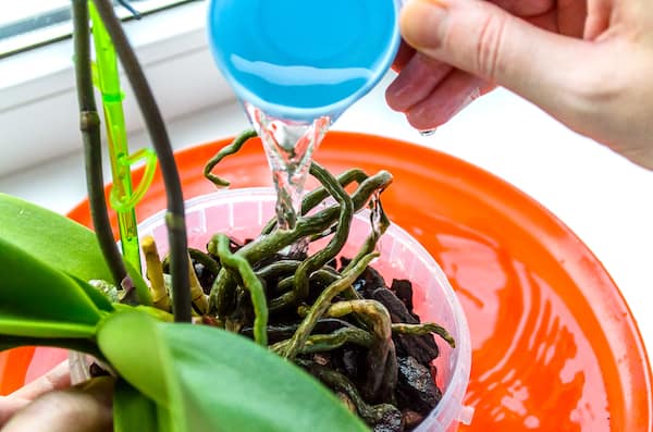 Giving orchid the correct amount of water and more importantly letting it drain out the bottom