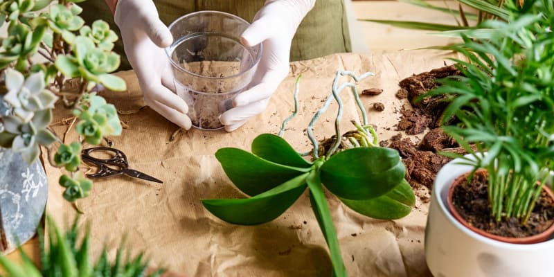 Growing orchids in water and how to do it step by step