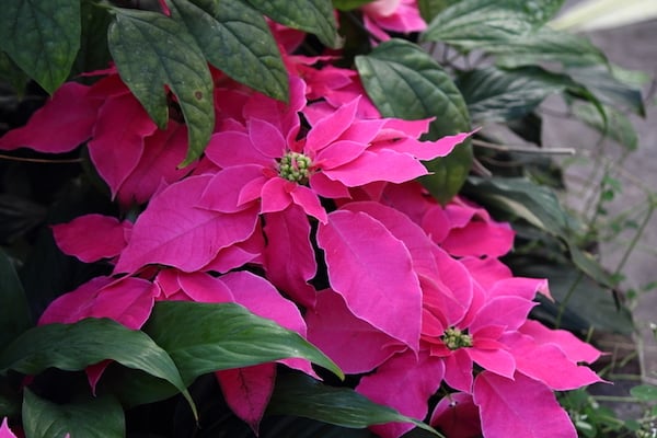 Healthy poinsettia that has been treated for pests but recovered