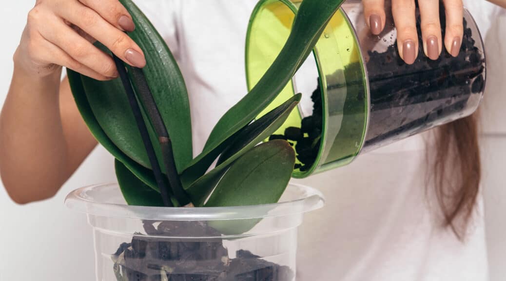 How and when to repot an orchid