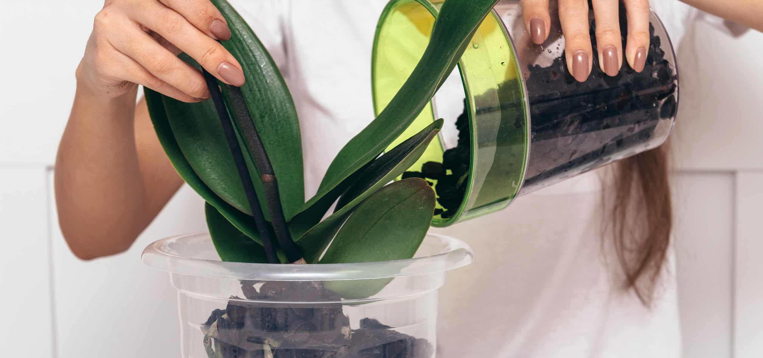 When and how to repot an orchid step by step Hydrangea Guide