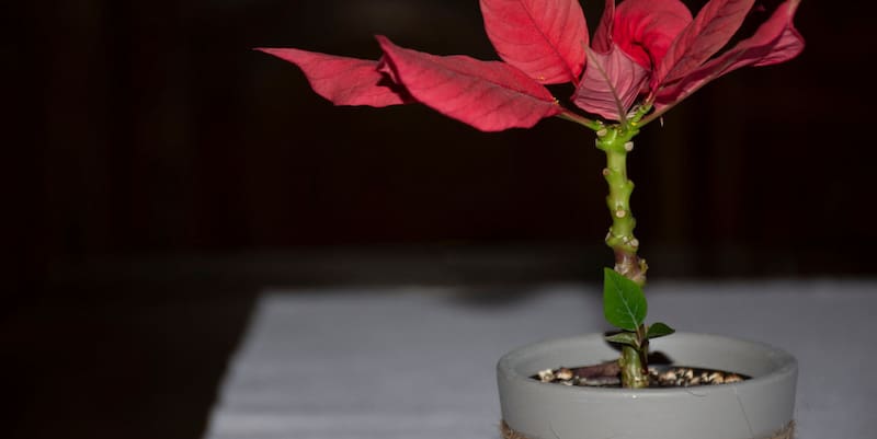 How to Propagate Poinsettia Cuttings