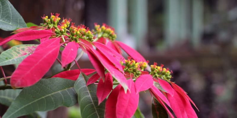 How to get poinsettias to turn red again