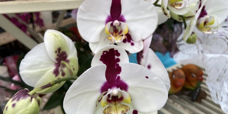 How to grow and care for Orchids