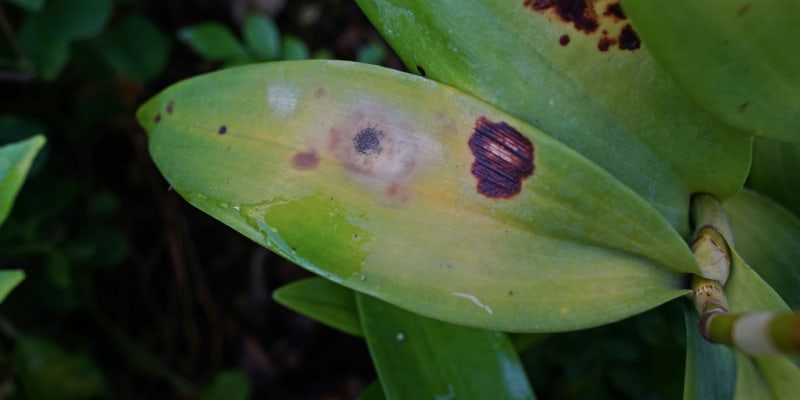 How to identify and treat spots on orchid leaves