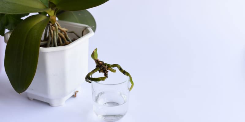 How to propagate orchids successfully