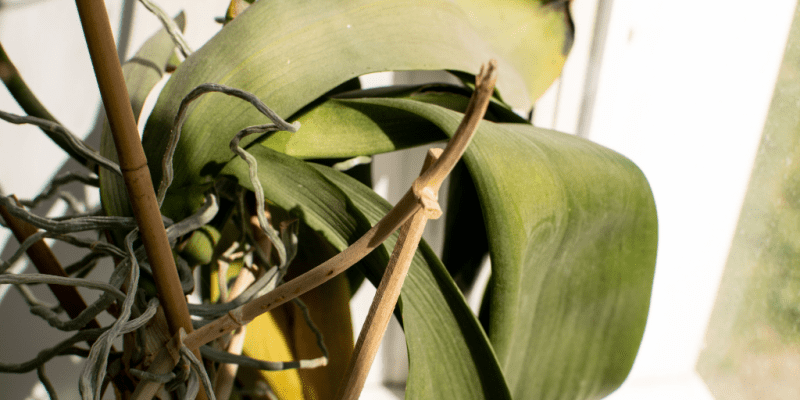 How to tell if you are overwatering orchid plants