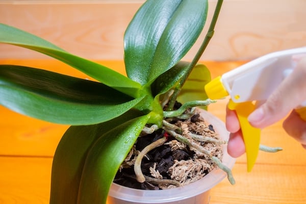 Misting orchid roots to keep them healthy