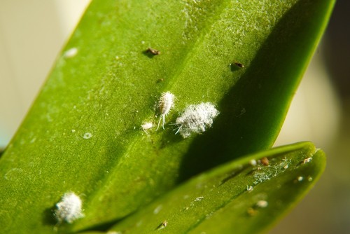 Scale insects on orchids