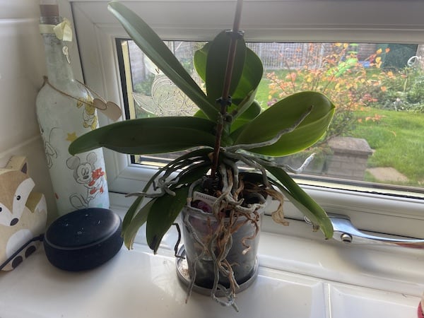 Orchid growing well and approaching winter with less daylight hours