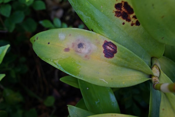 Orchid with disease fungi effecting leaves