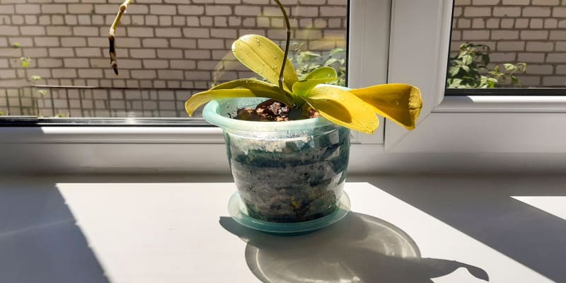 I often get asked why are my orchid leaves turning yellow? There are, in fact, many reasons and I list the 8 most common reasons. Learn more