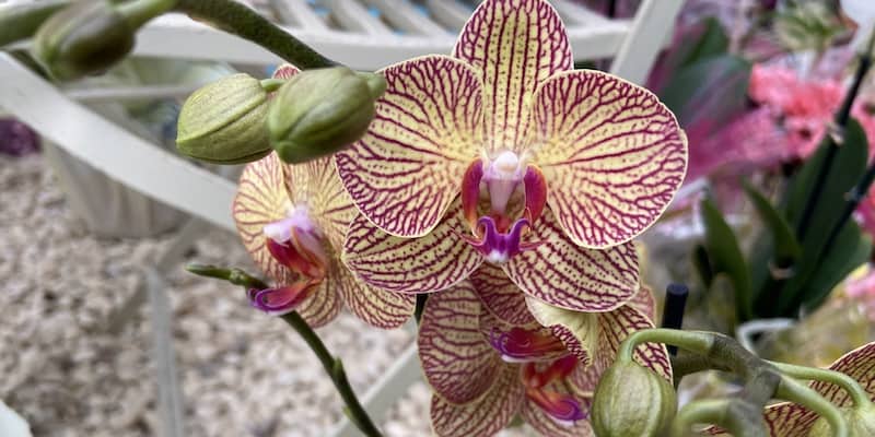 Orchid Pests and Diseases and How to Identify and Treat Them