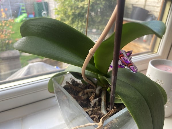 Healthy orchid which has finished blooming and needs a period of cool temperature to single it to bloom again