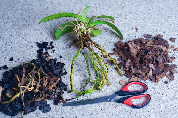 Treating orchid rot by cutting away dead rotted roots and then repotting in new free-draining media