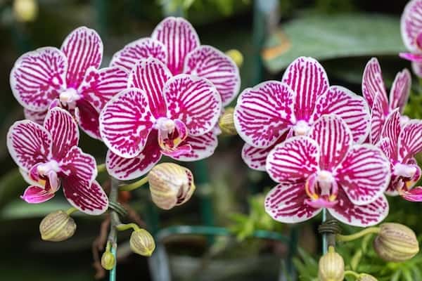 Phalaenopsis orchids which are popular orchids for indoors and outdoors