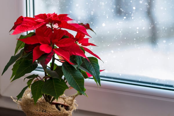 Poinsettia growing in a light position but not in direct sunlight and in a warm room