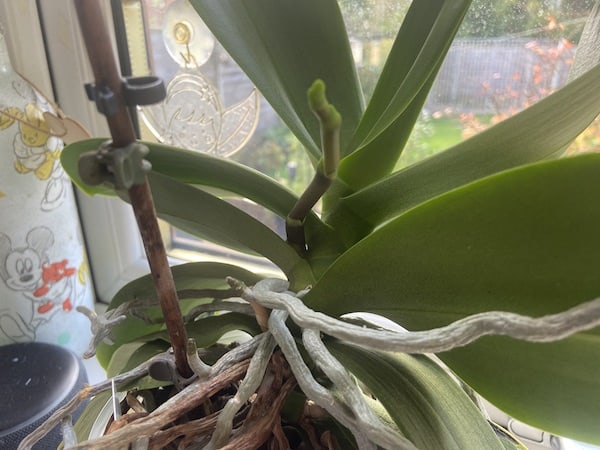 New orchid stem is nice and healthy