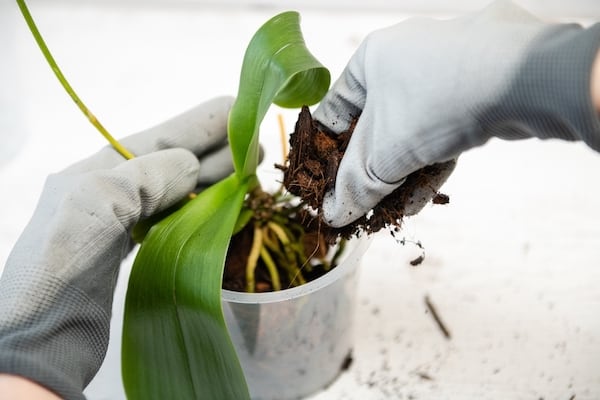 Repotting and Orchid into a clear pot with new potting media