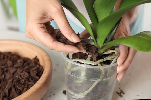 Repotting orchid