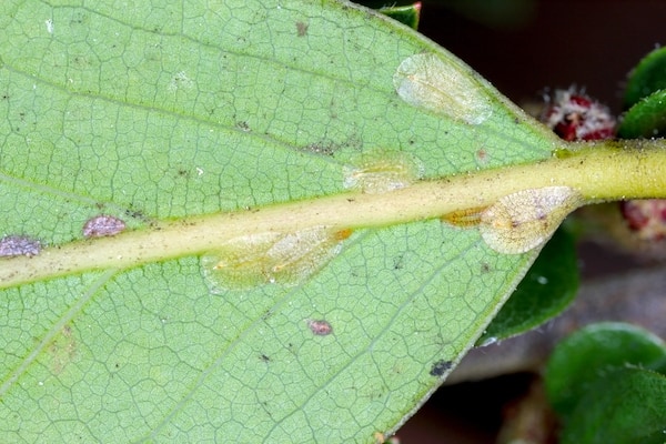 Scale insects that attack the leaves and stems of poinsettias