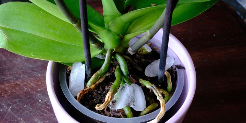 Should you water an orchid with ice cubes?