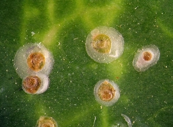 Soft scale insects that do attack orchids but can usually be treated