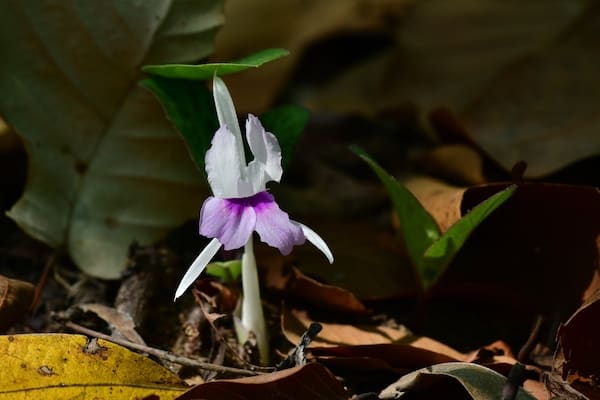 Spathoglottis plicata, commonly known as the Philippine ground orchid