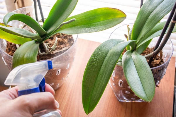 Spraying orchids to increase the humidity to help promote blooming