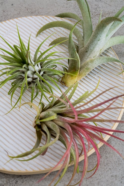 Tillandsia air plant that lives on other plants a takes moisture and nutrients from the air and rain