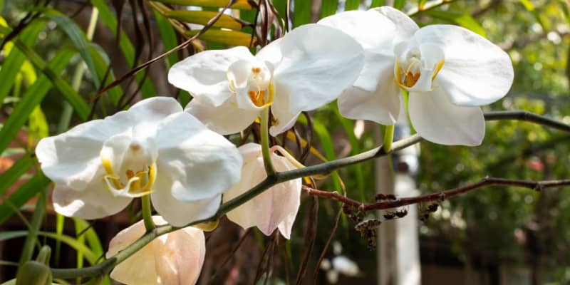 If you want to know Why your orchid dropping blooms? It is likely to do with watering or light, to much or to little water are common reasons. Learn more