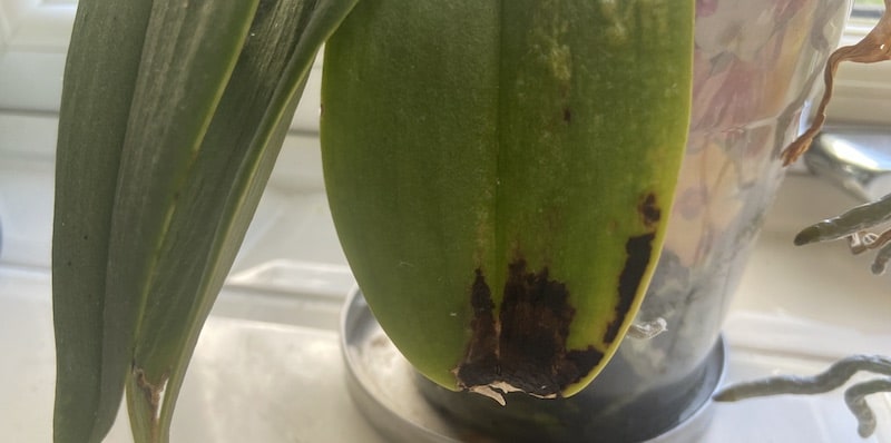 Why is my orchid dying and how to revive it