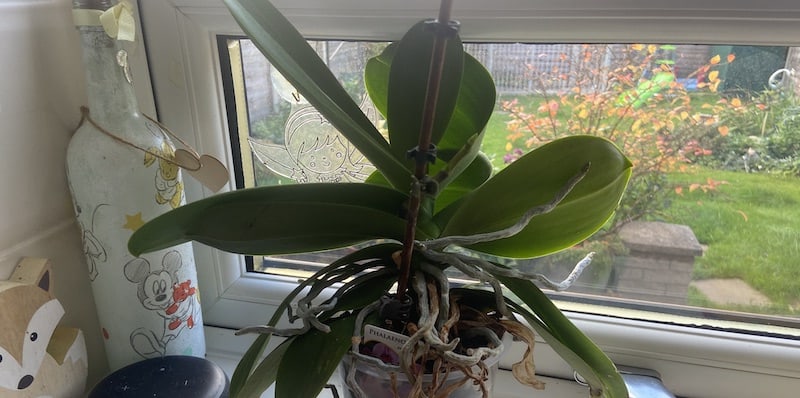 Why is my orchid not blooming