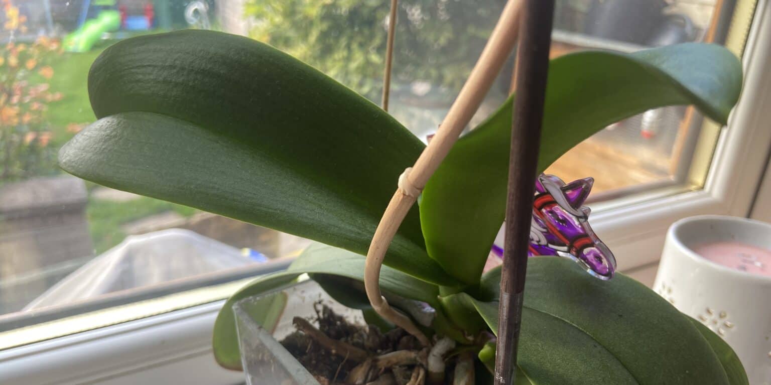Why is my orchid dropping blooms?