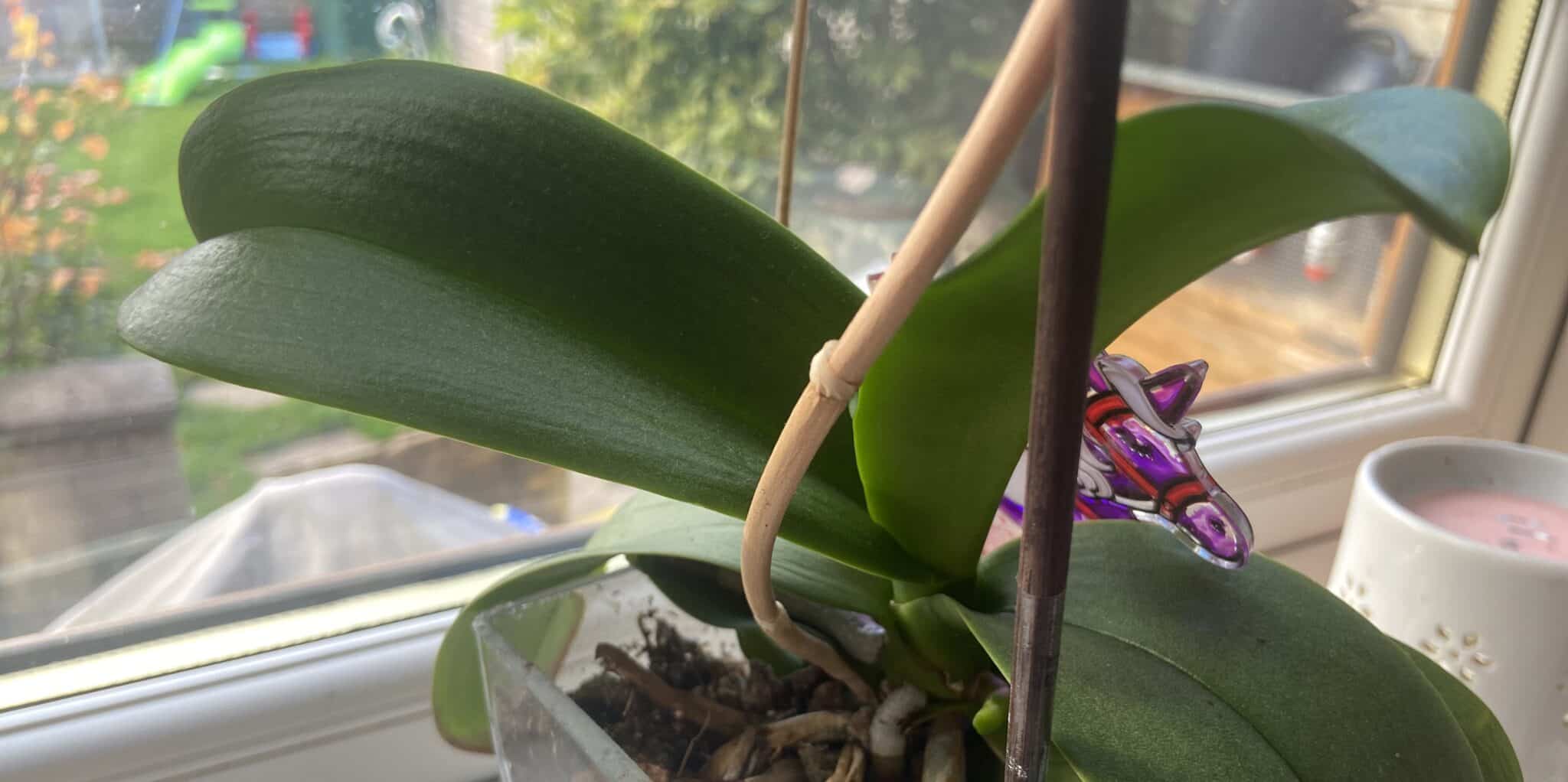 Why is my orchid dropping blooms?