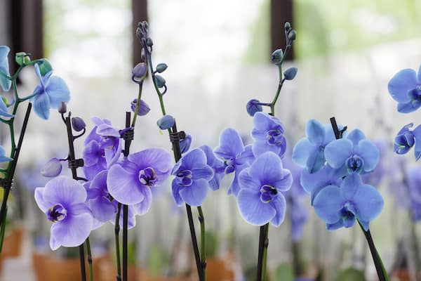 beautiful blue blue orchids that are dyed and could be harmful to pets