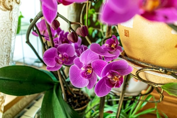 phalaenopsis orchid which can thrive with less light than most orchid varieties with as little as 6 hours