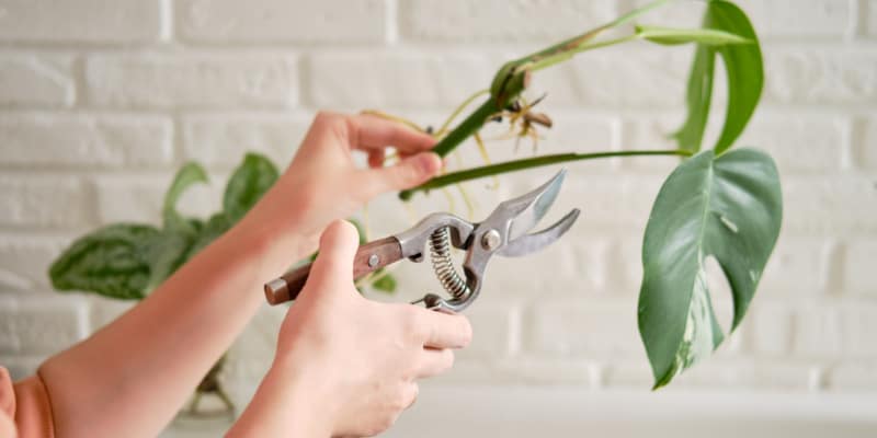 Learn how to propagate Monstera Swiss Cheese Plants using my favourite method, stem cutting and 2 other ways that can be just as fun.