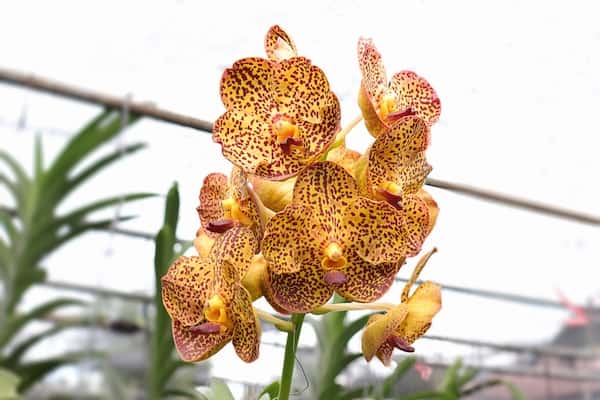 Established slipper orchid in bloom