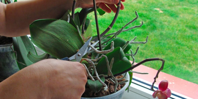 How and when to prune orchids