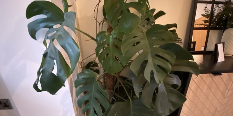 Learn how to keep your Monstera swiss cheese plant thriving with these expert tips! From watering and fertilizing to pruning and repotting.