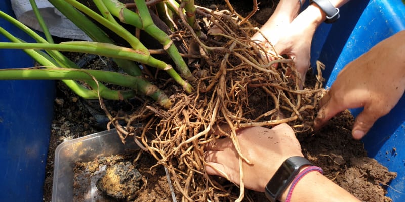 How to repot a Swiss cheese plant