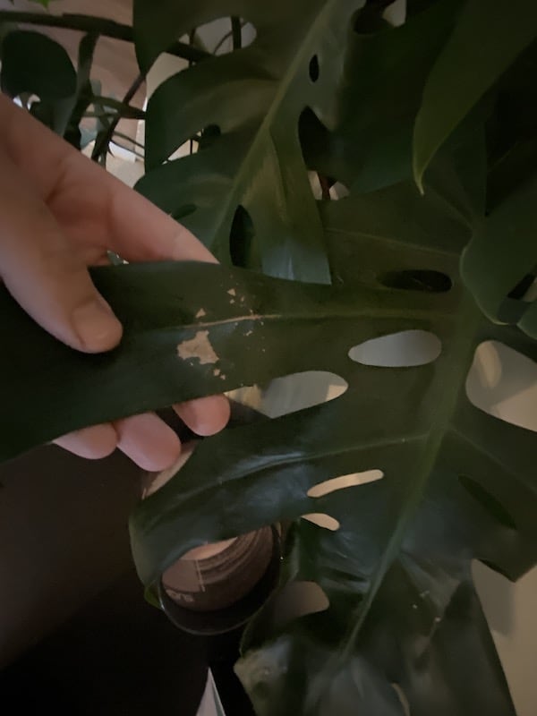 Monstera with damaged foliage from leaf spot disease