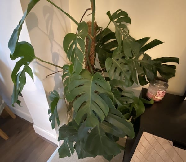 My Monstera is growing up a pole that the trial roots can cling to and climb