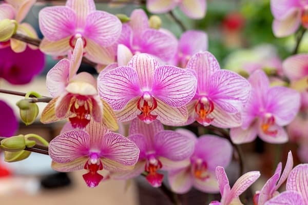Phalaenopsis orchid in bloom which will only flower once and should be pruned after flowering