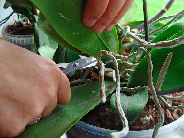 Pruning orchid leaves to stop the spread of leaf diseases